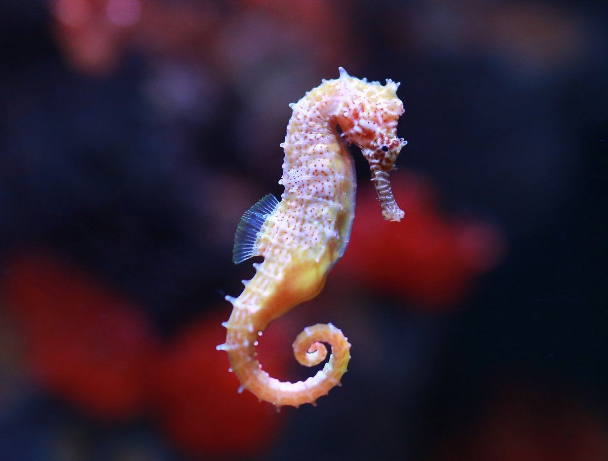 Hippocampus Hippocampus морской конёк