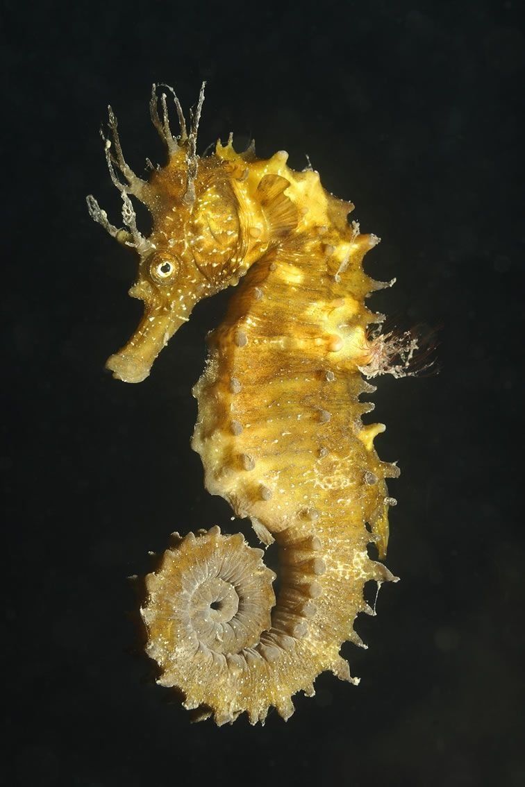 Морской конёк (Hippocampus guttulatus)