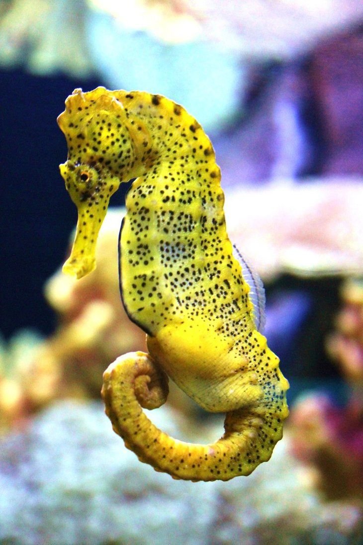 Морские коньки, чёрнае море