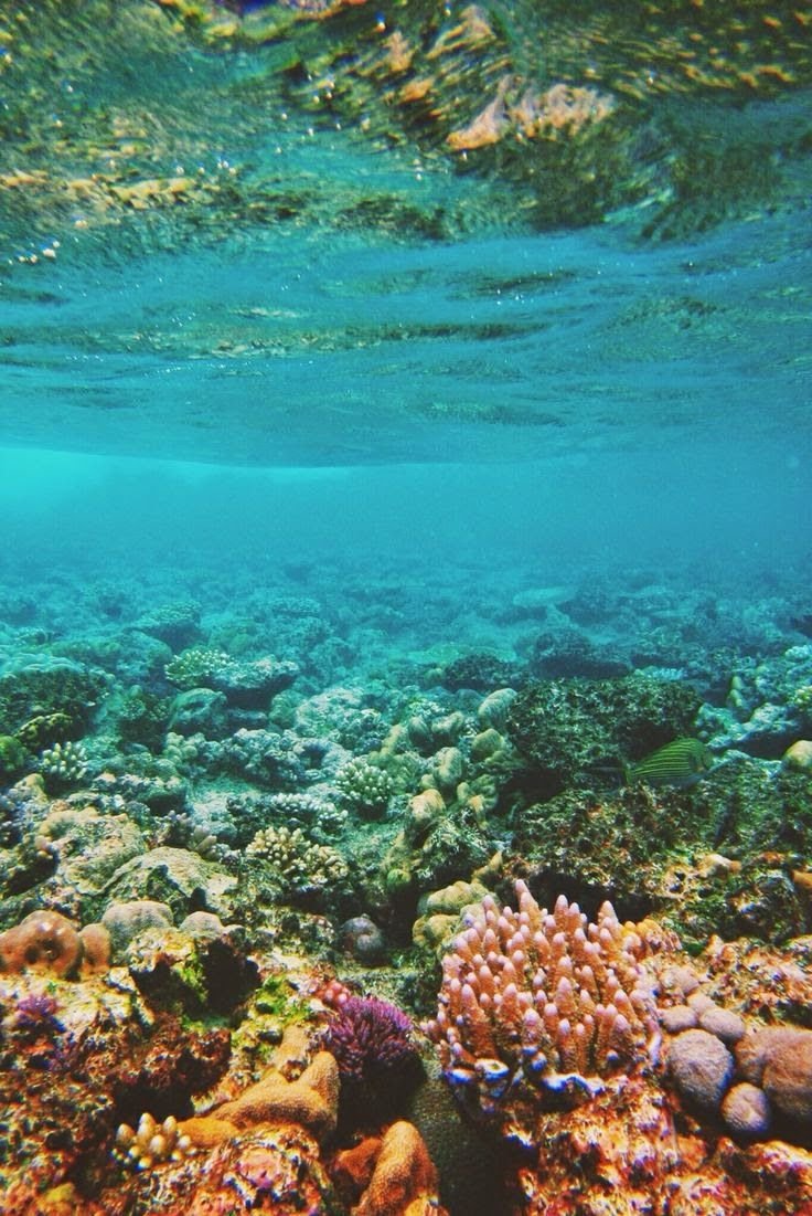 Карибское море под водой