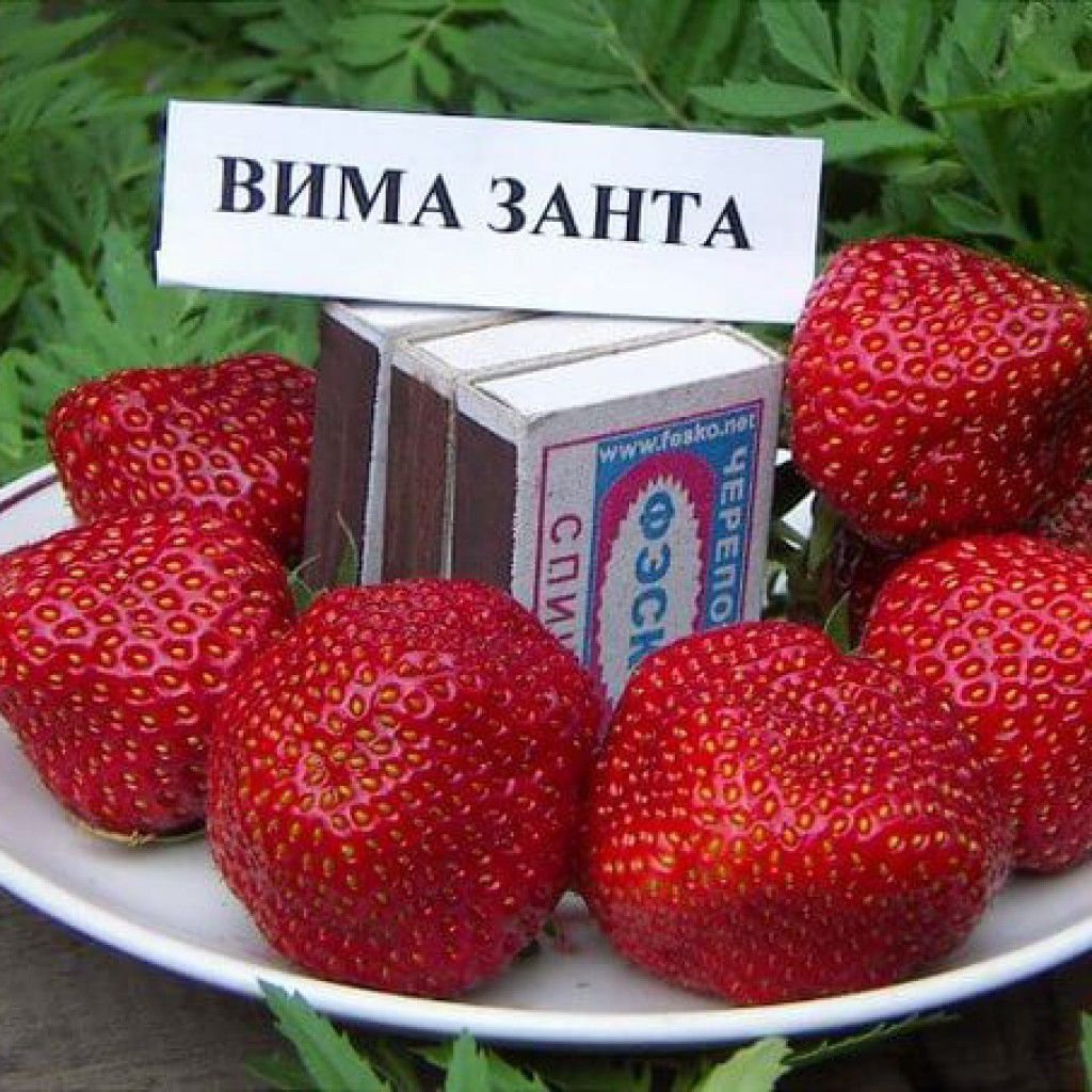 Сорт клубники Вима Занта