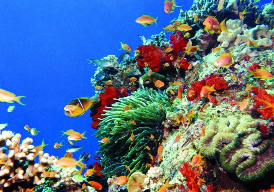 Красное море Египет Шарм-Эль-Шейх
