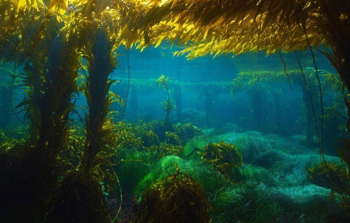 Саргассово море дайвинг