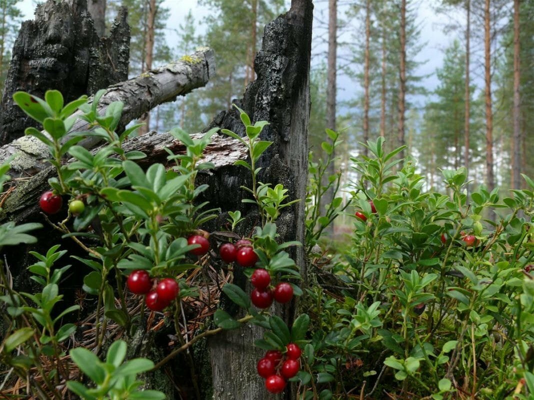 Кустарнички черника брусника