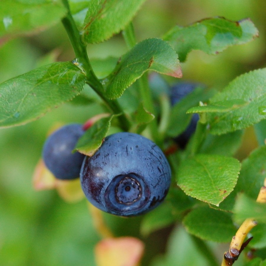 Черника (Vaccinium myrtillus)
