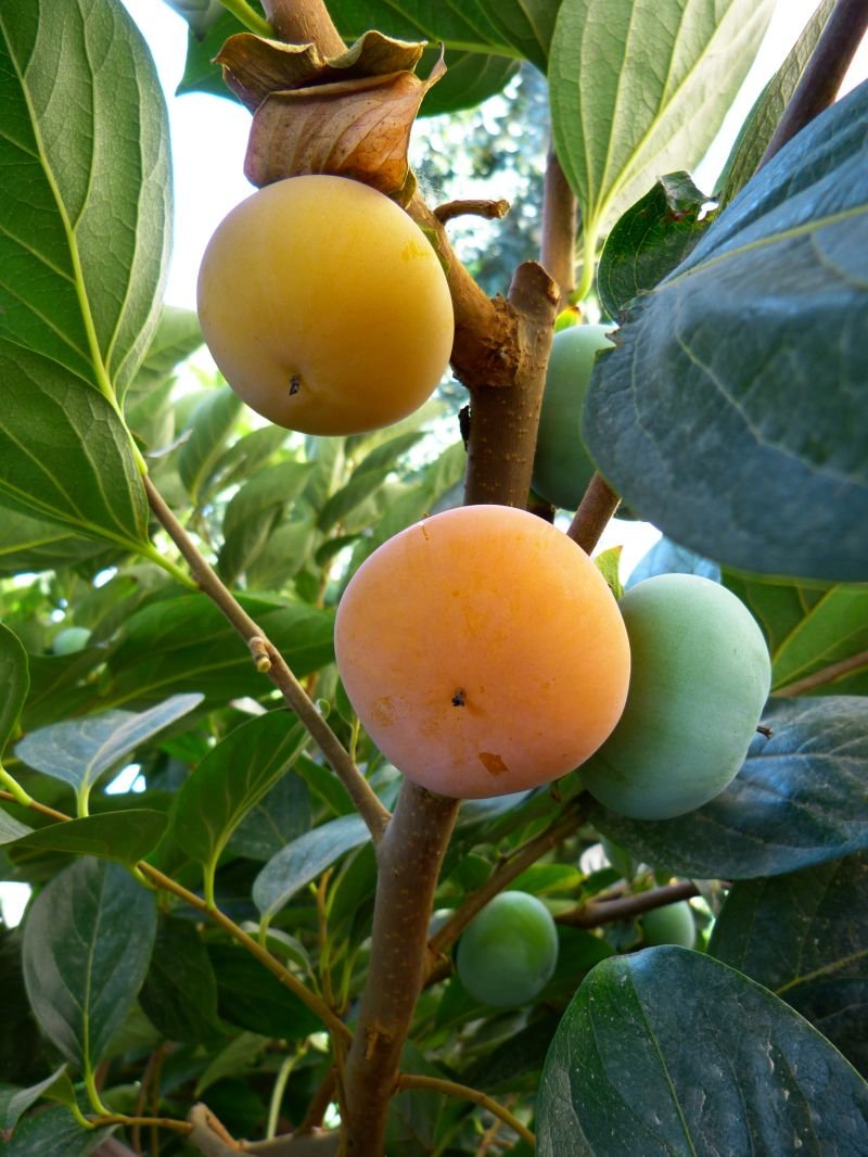 Хурма Diospyros