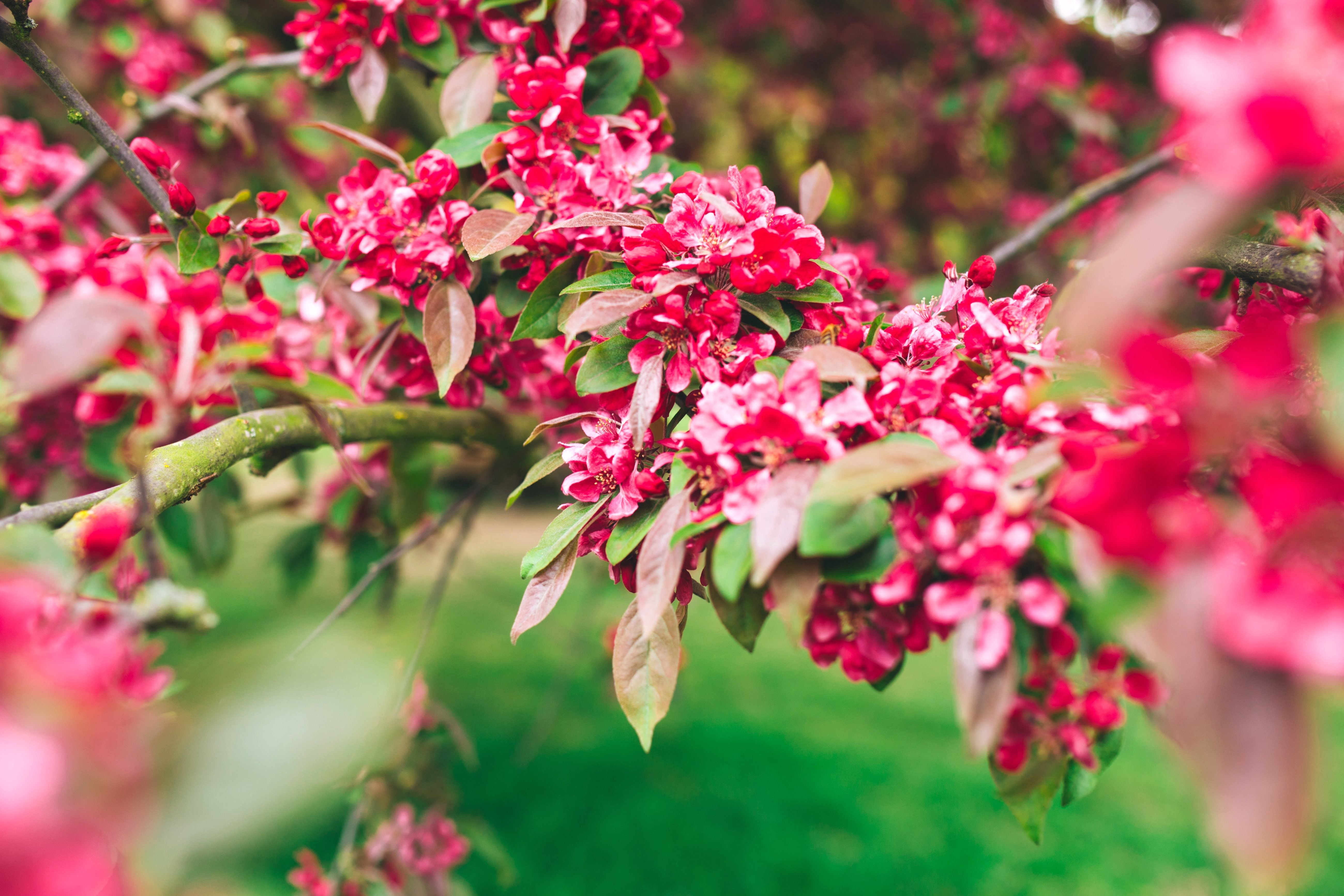 Дерево с розовыми ветками. Миндаль Розенмунд. Розовоцветущий кустарник. Барбарис обыкновенный цветение.