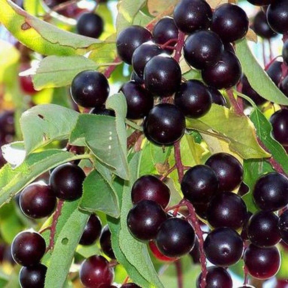 Черемуха виргинская Prunus virginiana
