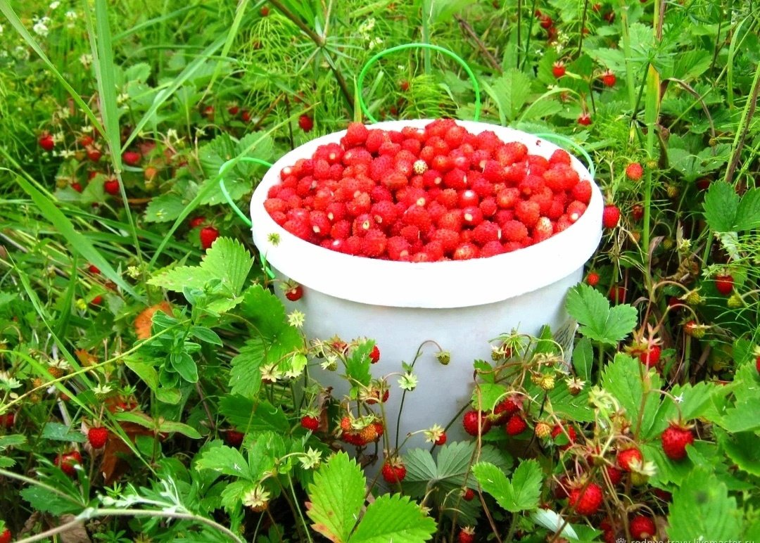 6. Земляника Лесная