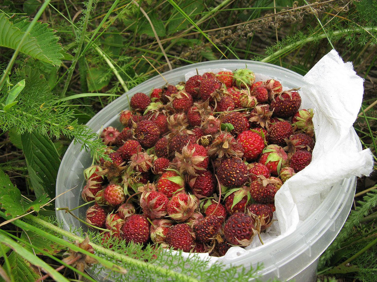 Земляника Лесная Fragaria viridis