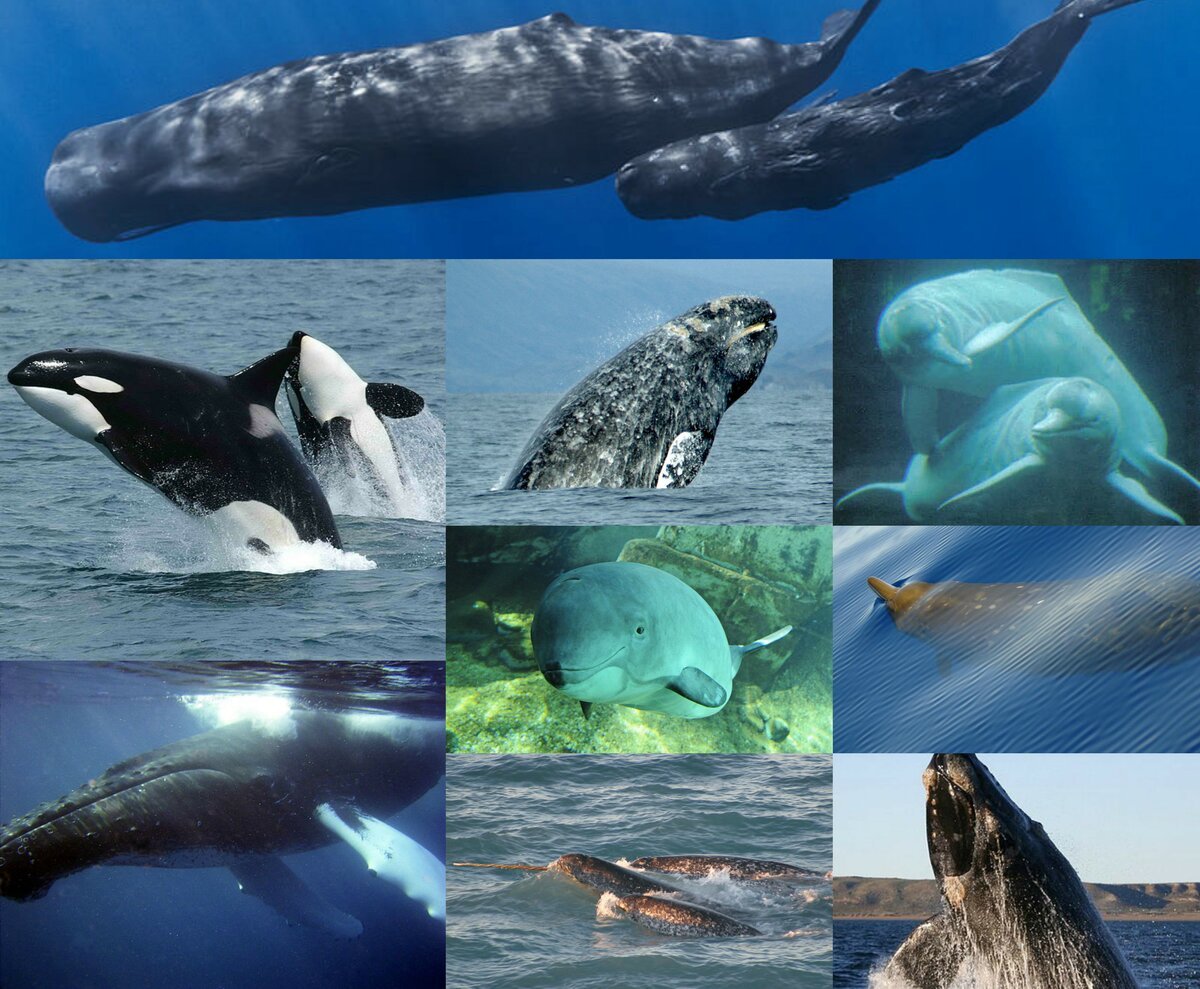Китообразные (Cetacea)