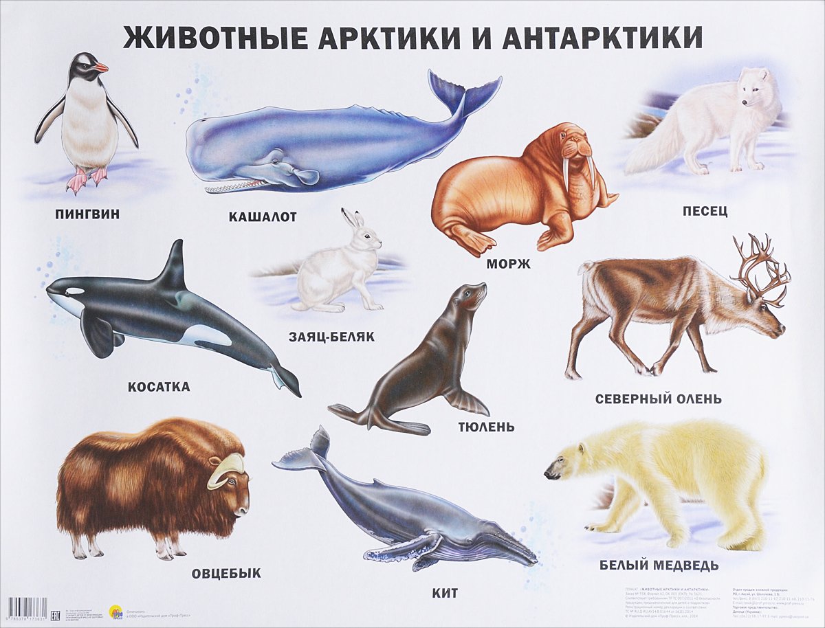 Животные Арктики и Антарктики