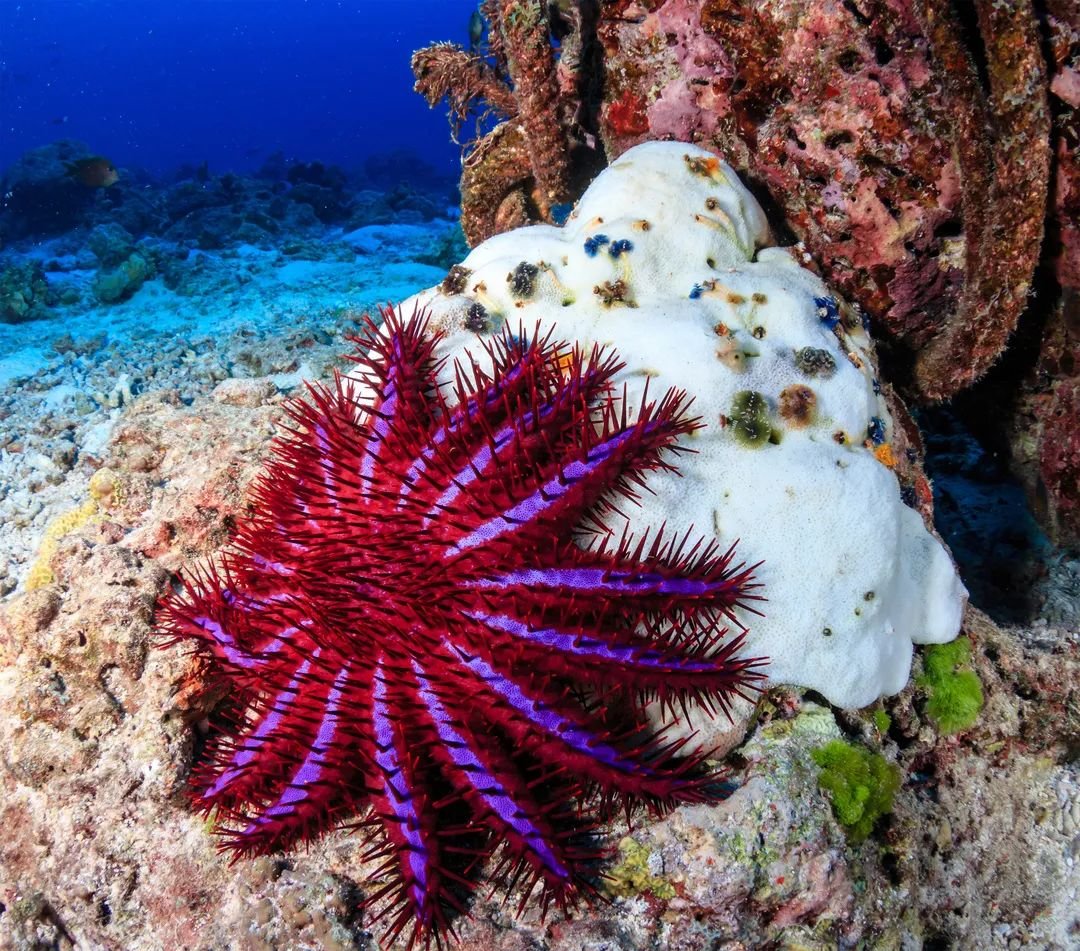 Морская звезда «Терновый венец» (Acanthaster planci).