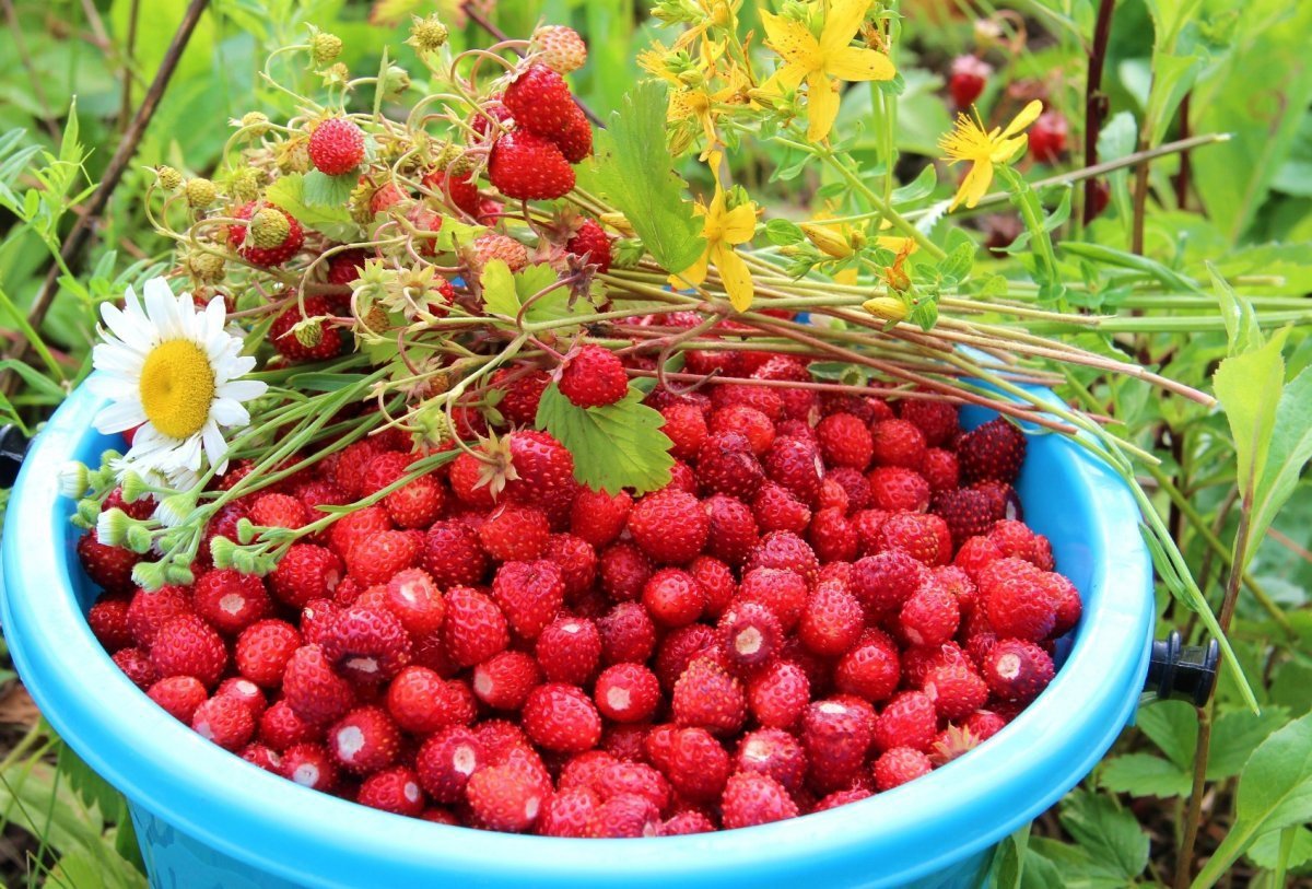 Клубника в Сибири