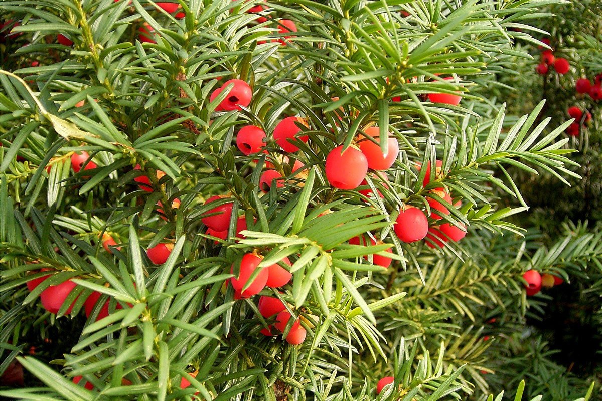 Тисс ягодный (Taxus baccata