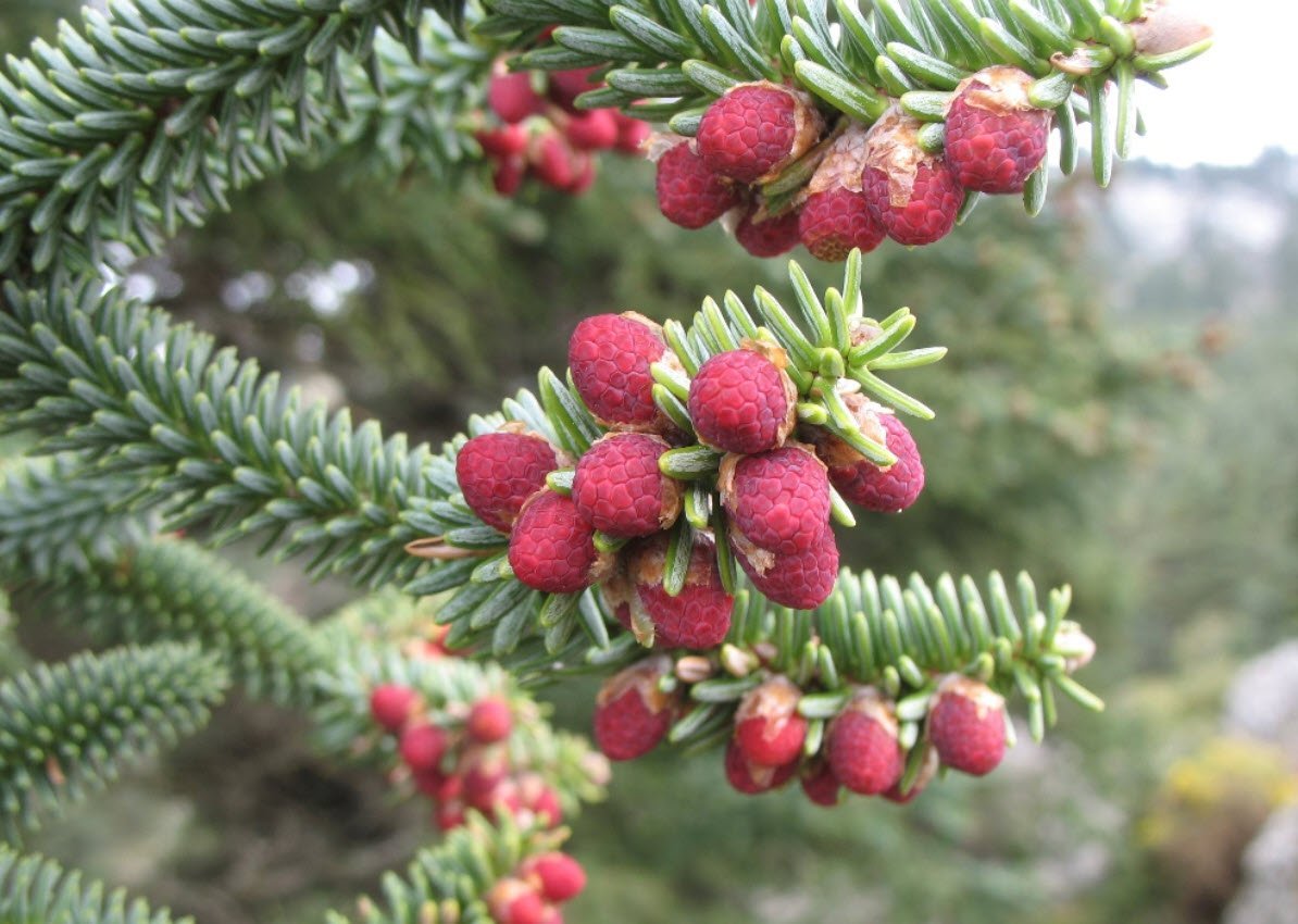 Abies pinsapo Fastigiata