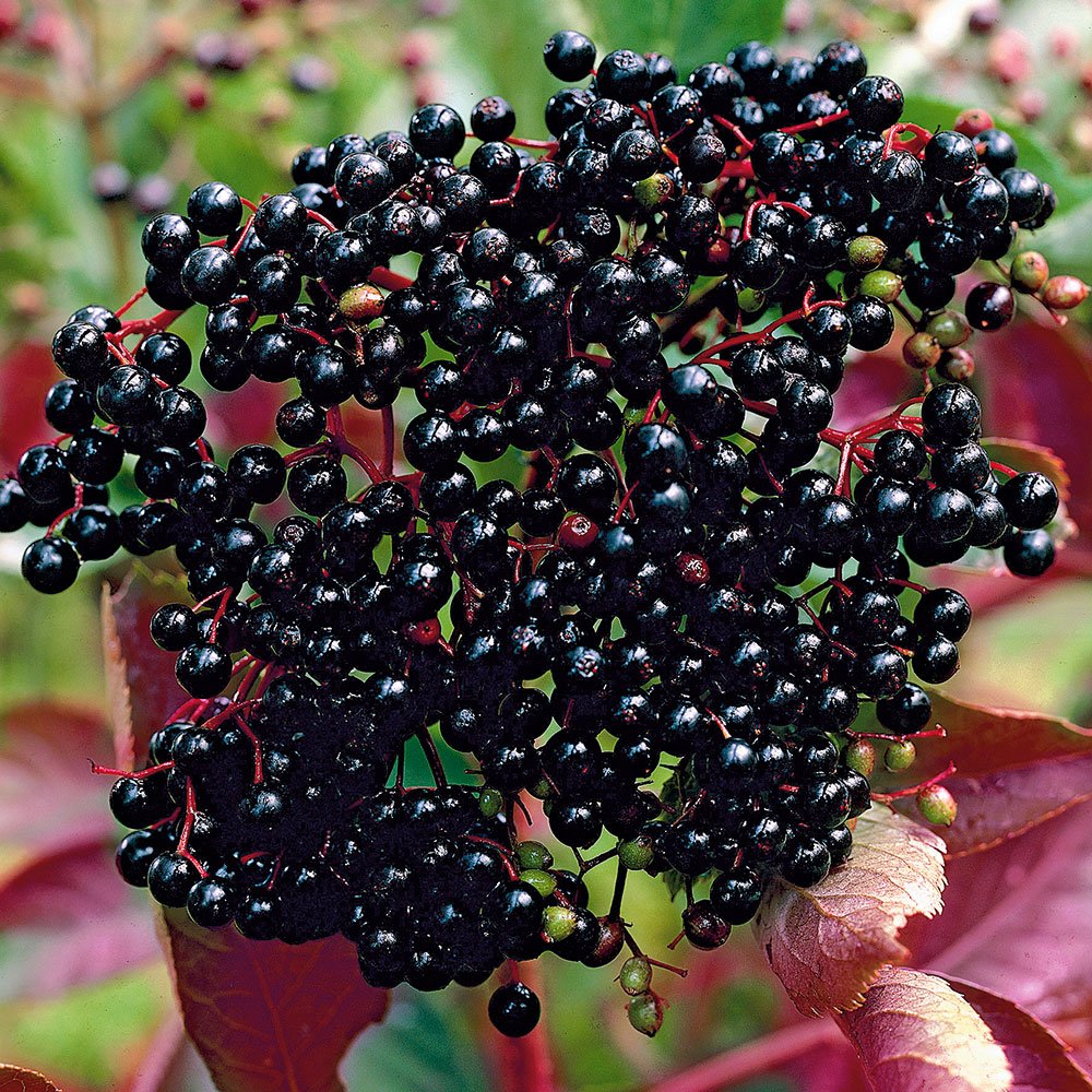 Бузина черная Блэк Бьюти (Black Beauty)