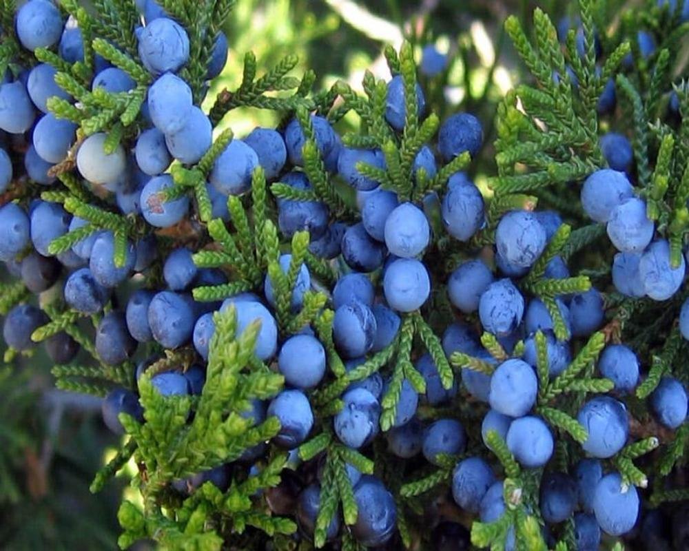 Хвойное растение с голубыми ягодами