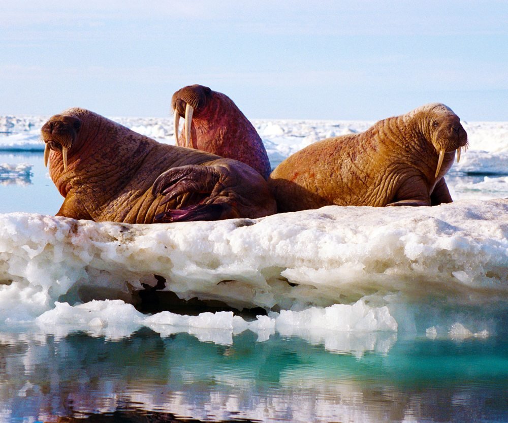 Северный полюс моржи