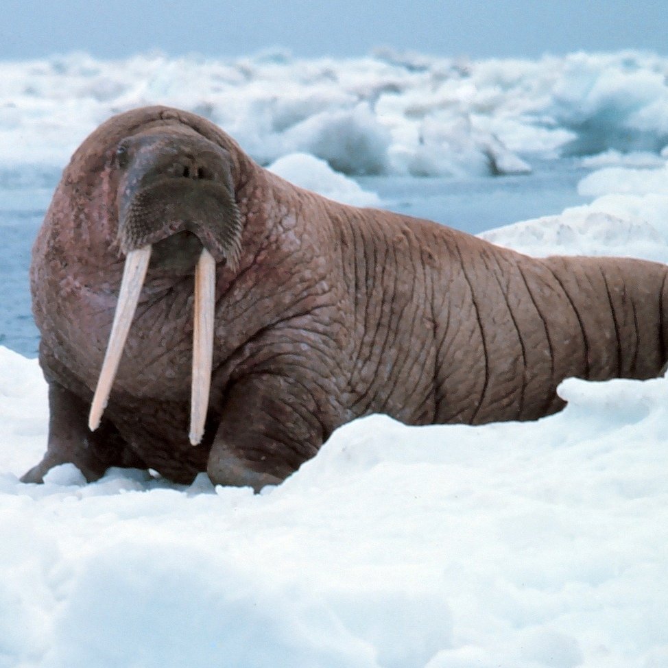 Морж (Odobenus rosmarus)