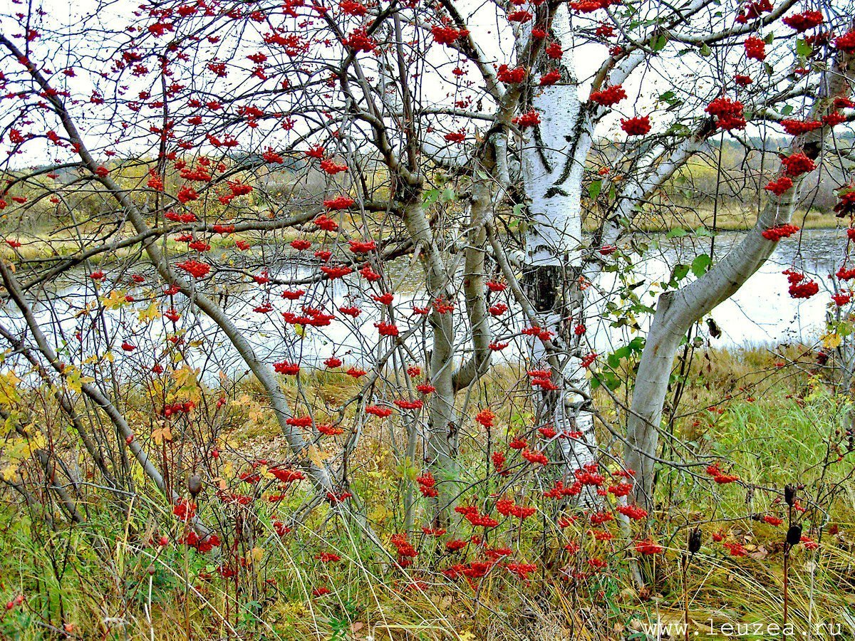 Рябина Амурская