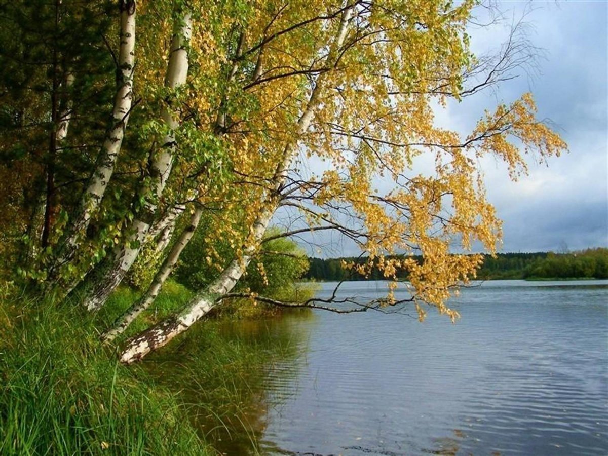 Волга река Березка