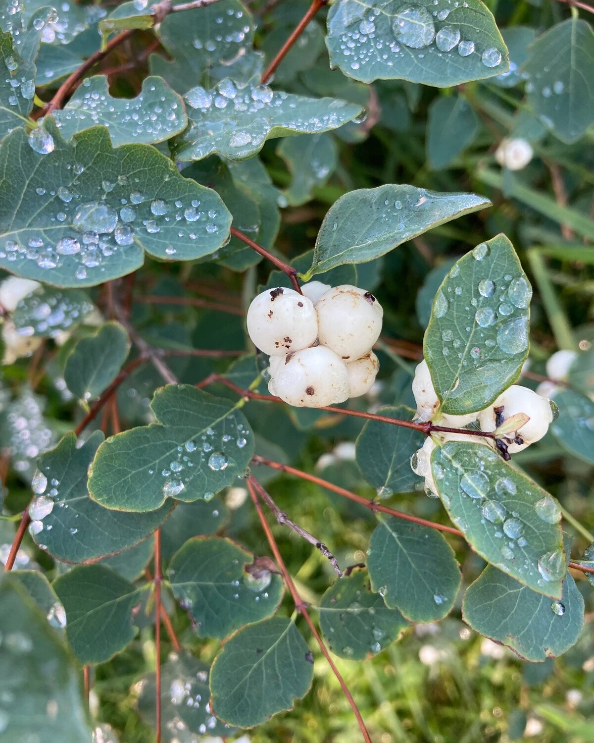 Снежноягодник белый (Symphoricarpos Albus) куст