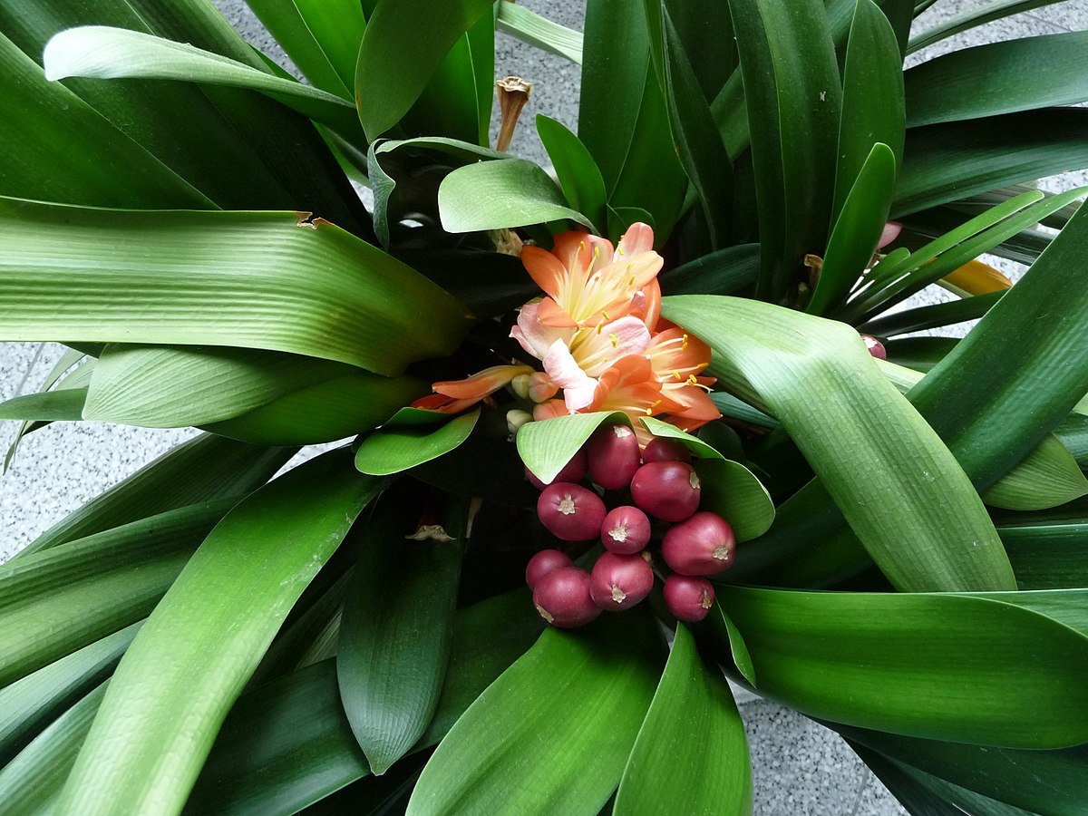 Clivia miniata (Lindl.) Bosse
