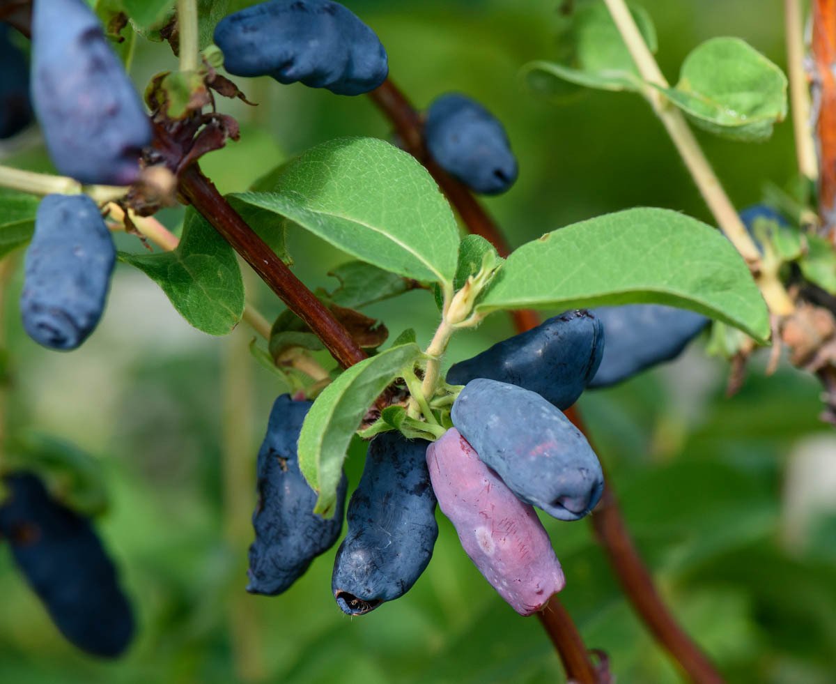Жимолость съедобная (Lonicera edulis)