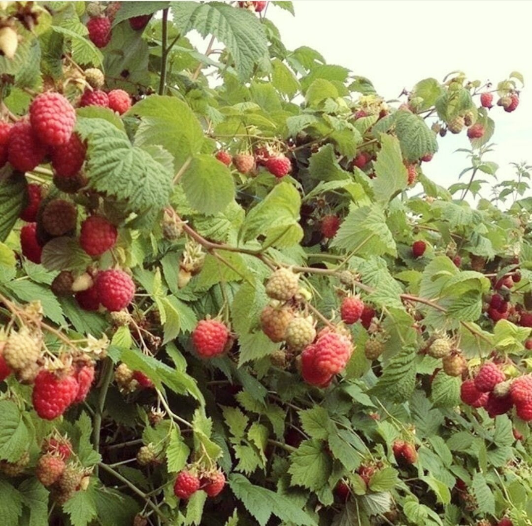 Садовые ягоды кустарники
