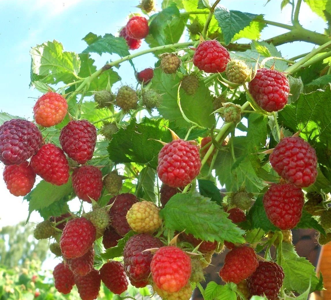 Малина кустарниковая
