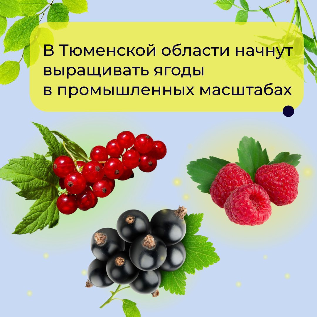 Ягоды Ростовской области