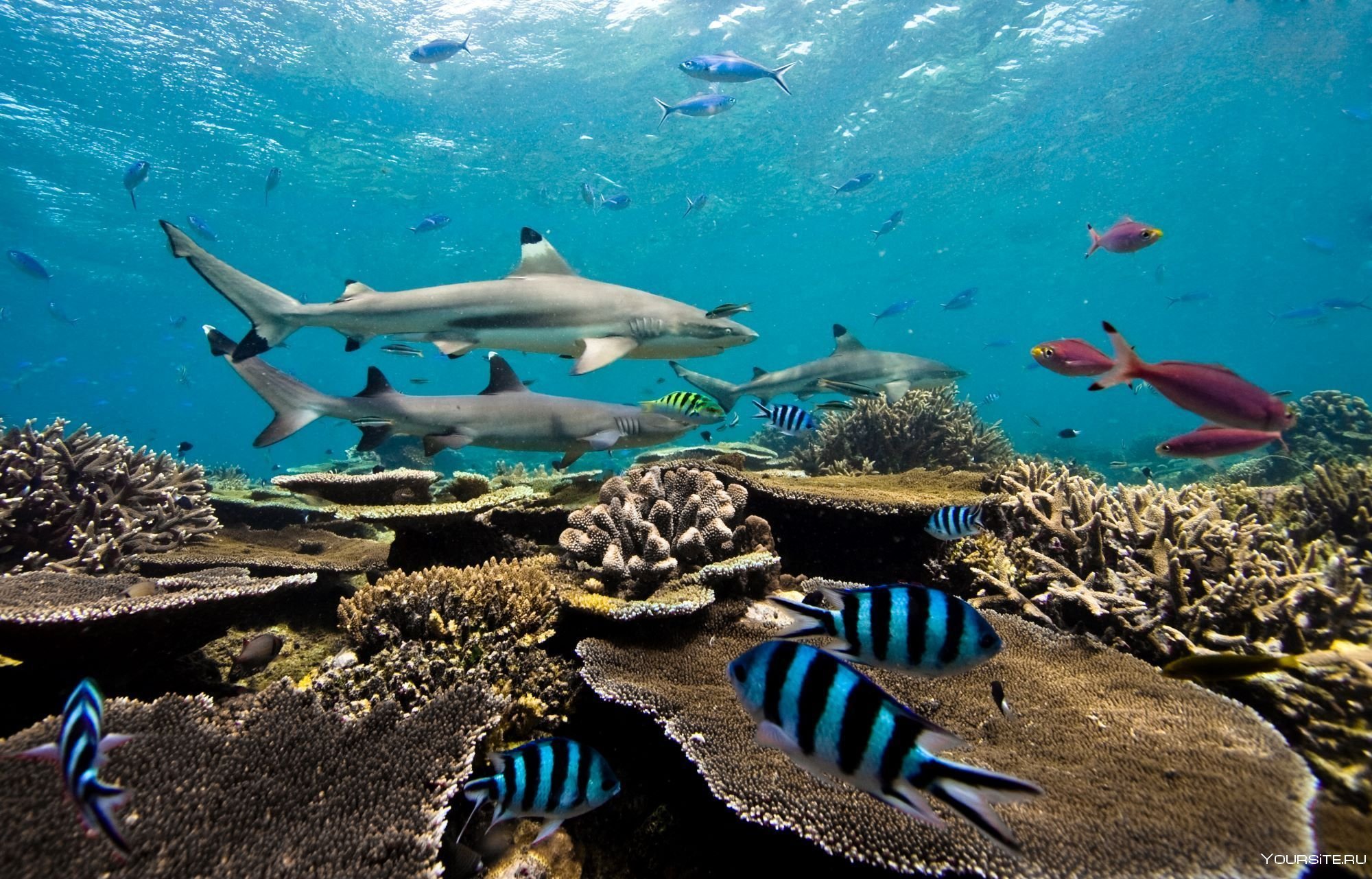1 обитатель океана. Фауна Фиджи. Нектон мирового океана. Подводный мир океана.