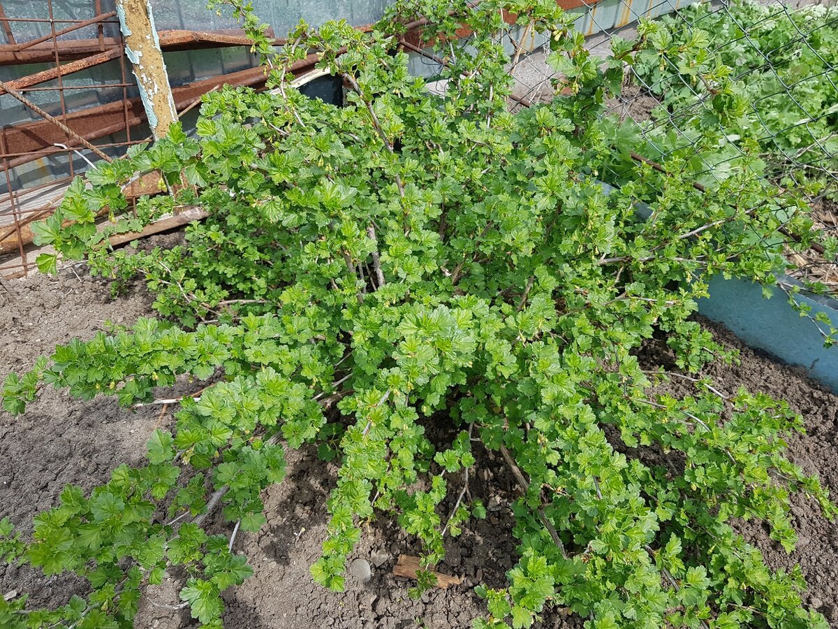 Крыжовник обыкновенный куст