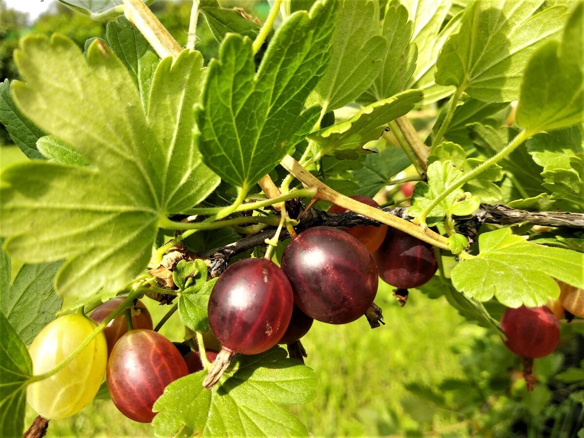 Крыжовник Уральский бесшипный