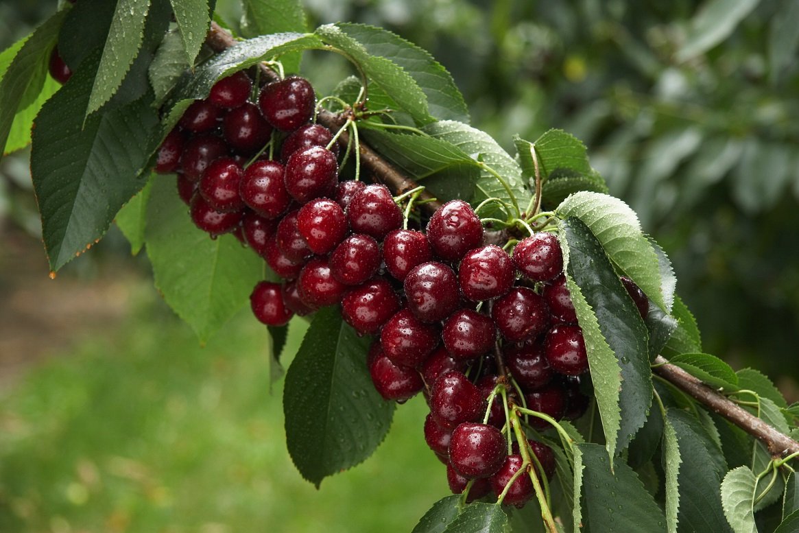 Самая ранняя черешня