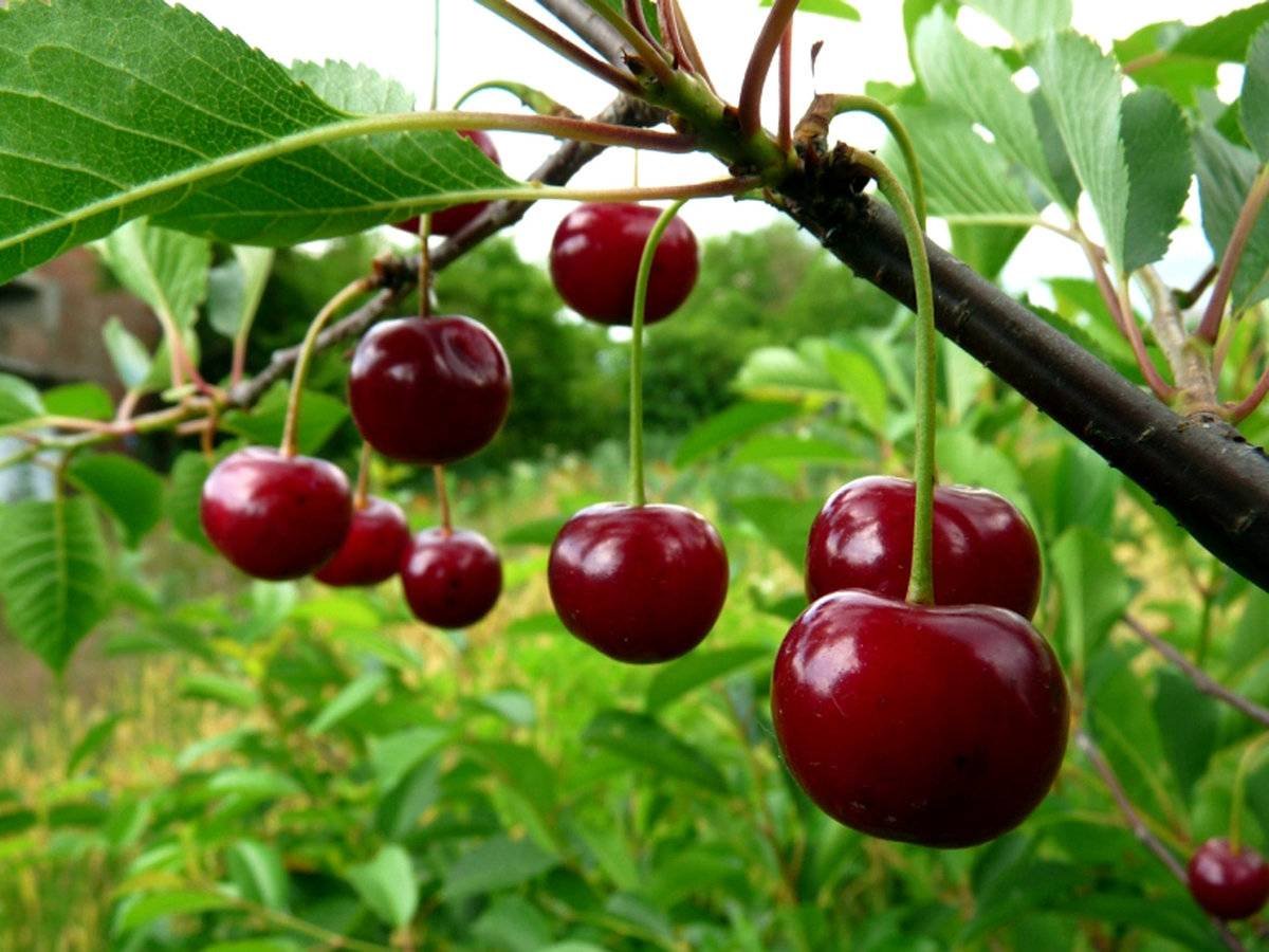 Вишня Ашинская Ашинский гибрид