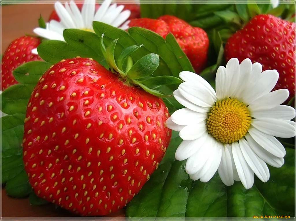 Клубника и ромашки