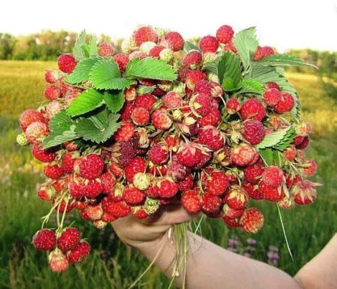 Земляника Лесная букет