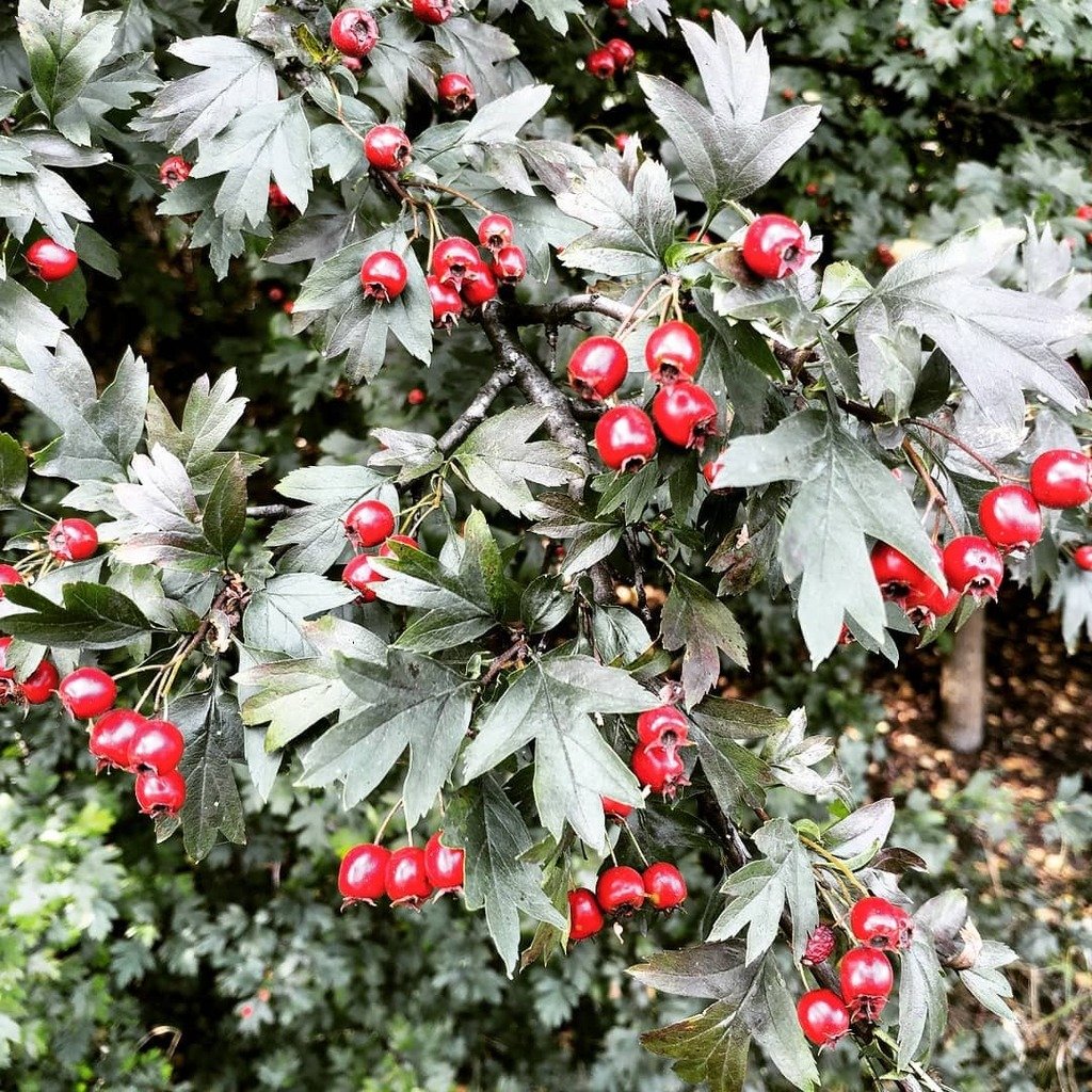Боярышник Даурский Crataegus dahurica