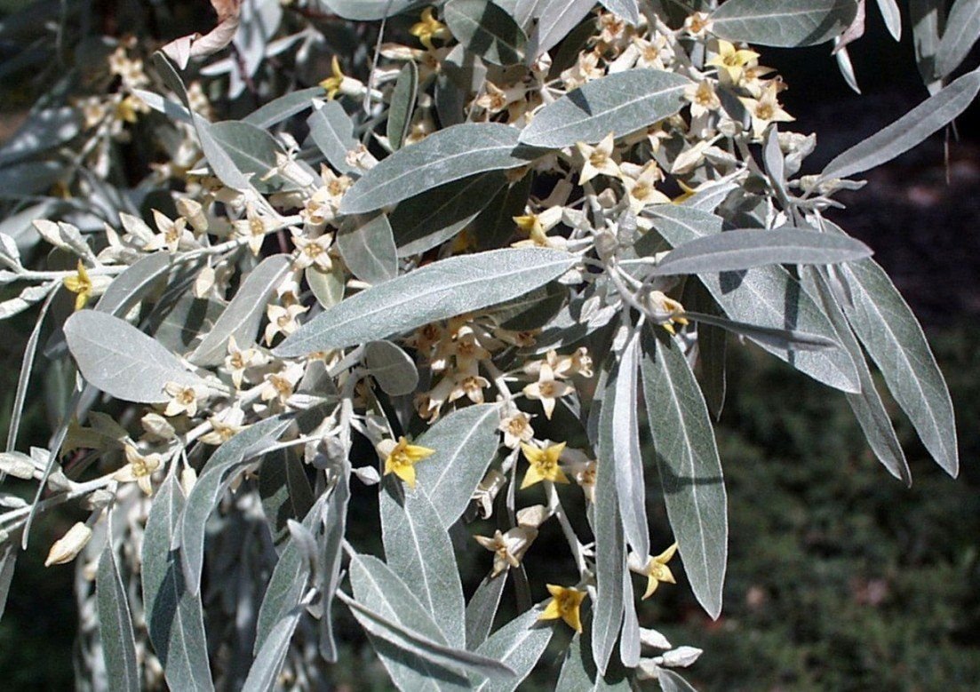 Лох серебристый (Elaeagnus argentea)