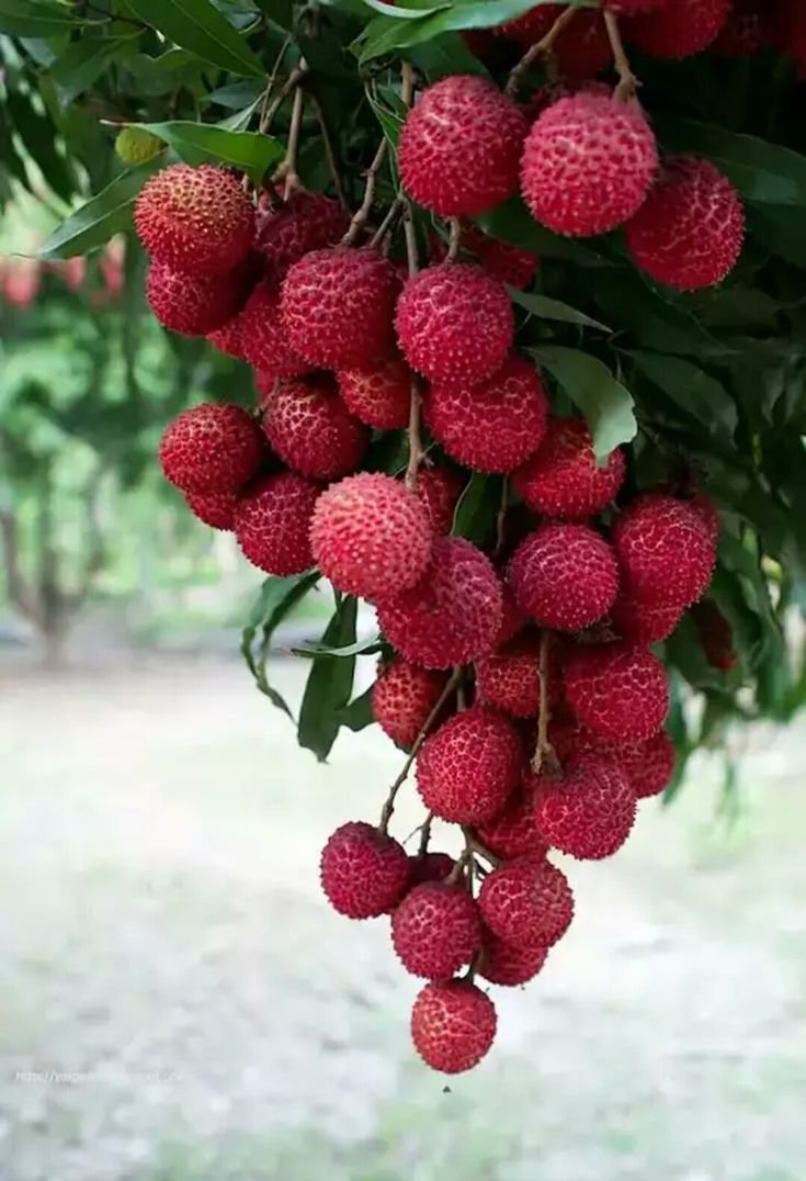 Клубничное дерево Моника
