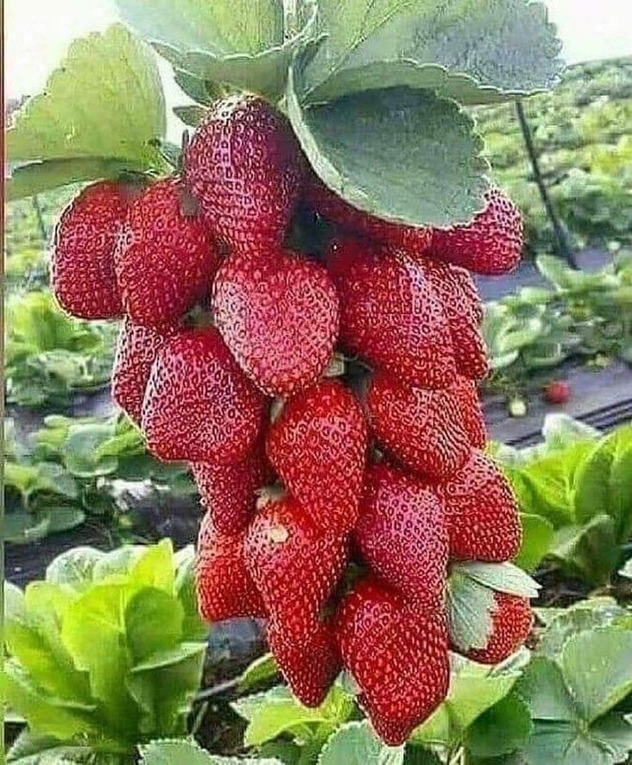 Клубника Виноградная гроздь