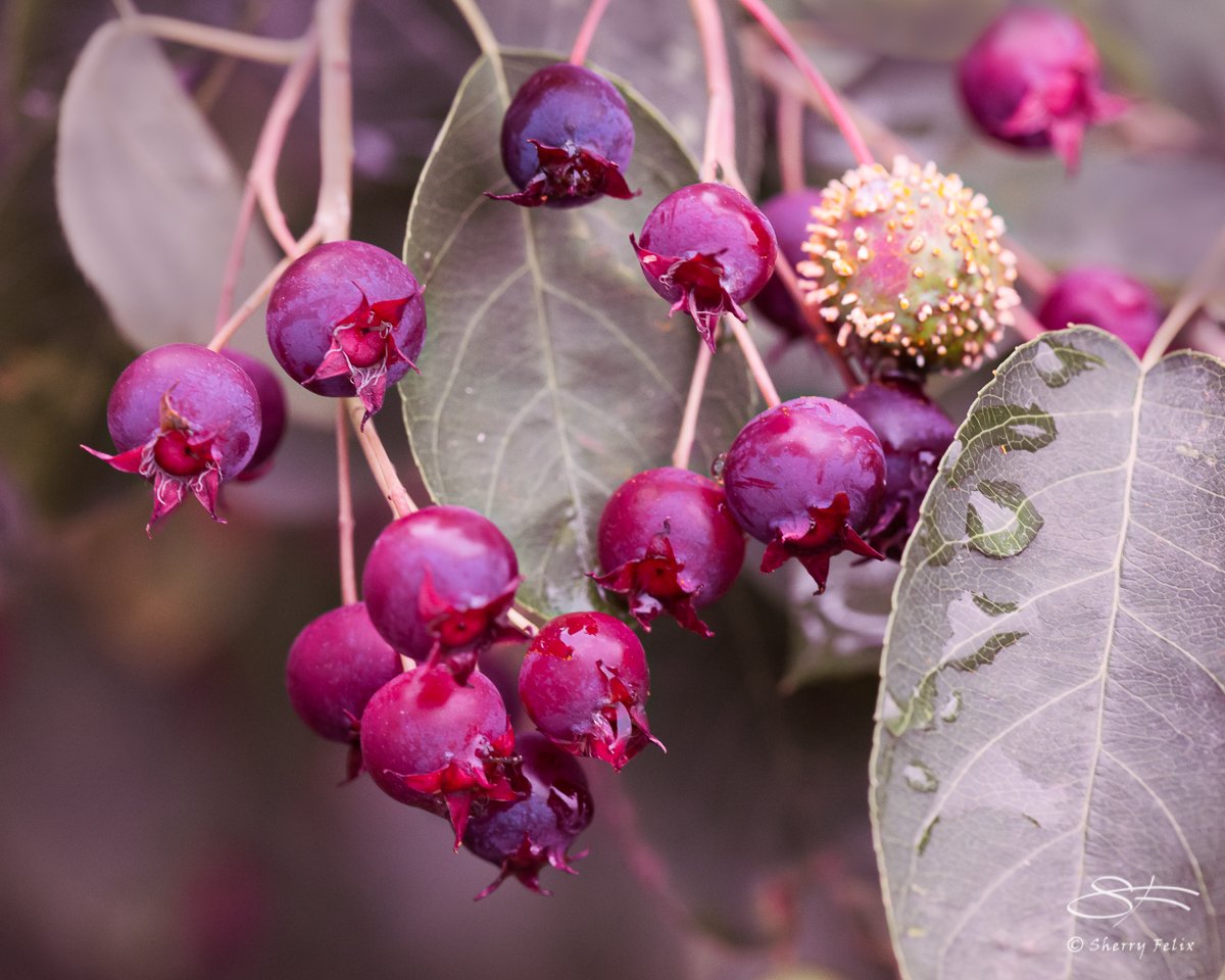 Aronia arbutifolia