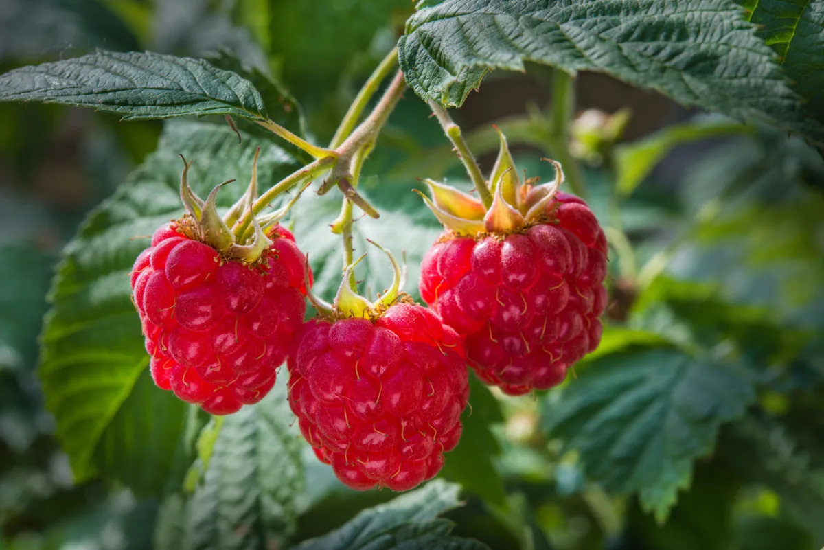 Малина Rubus idaeus