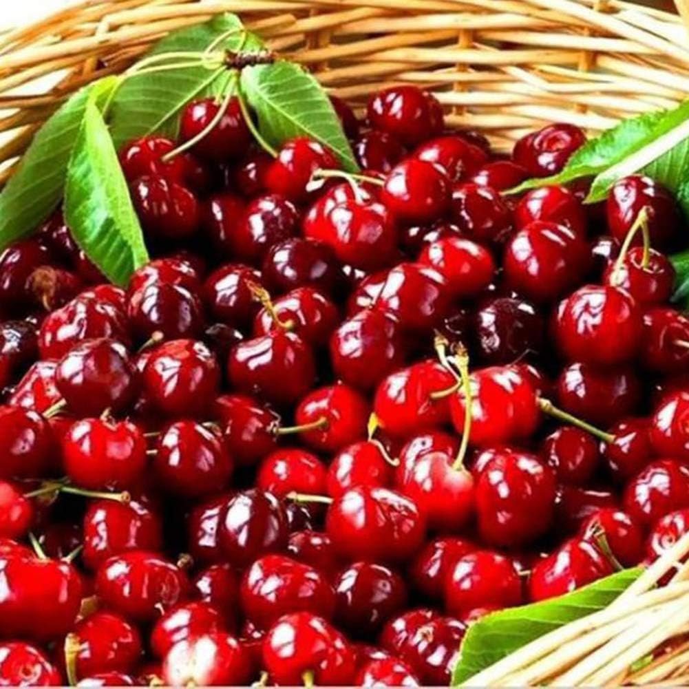 Урожай вишни
