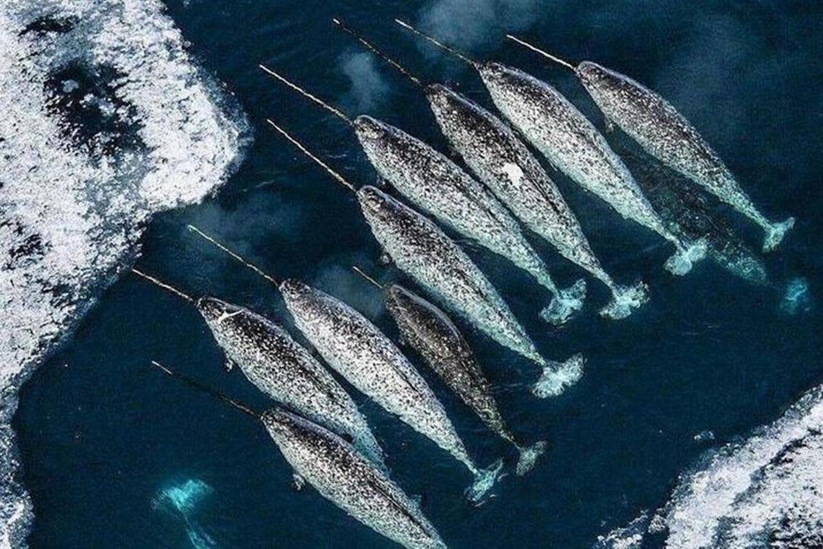 Нарвал морской Единорог