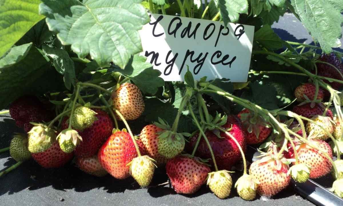 Сорт клубники Чамора