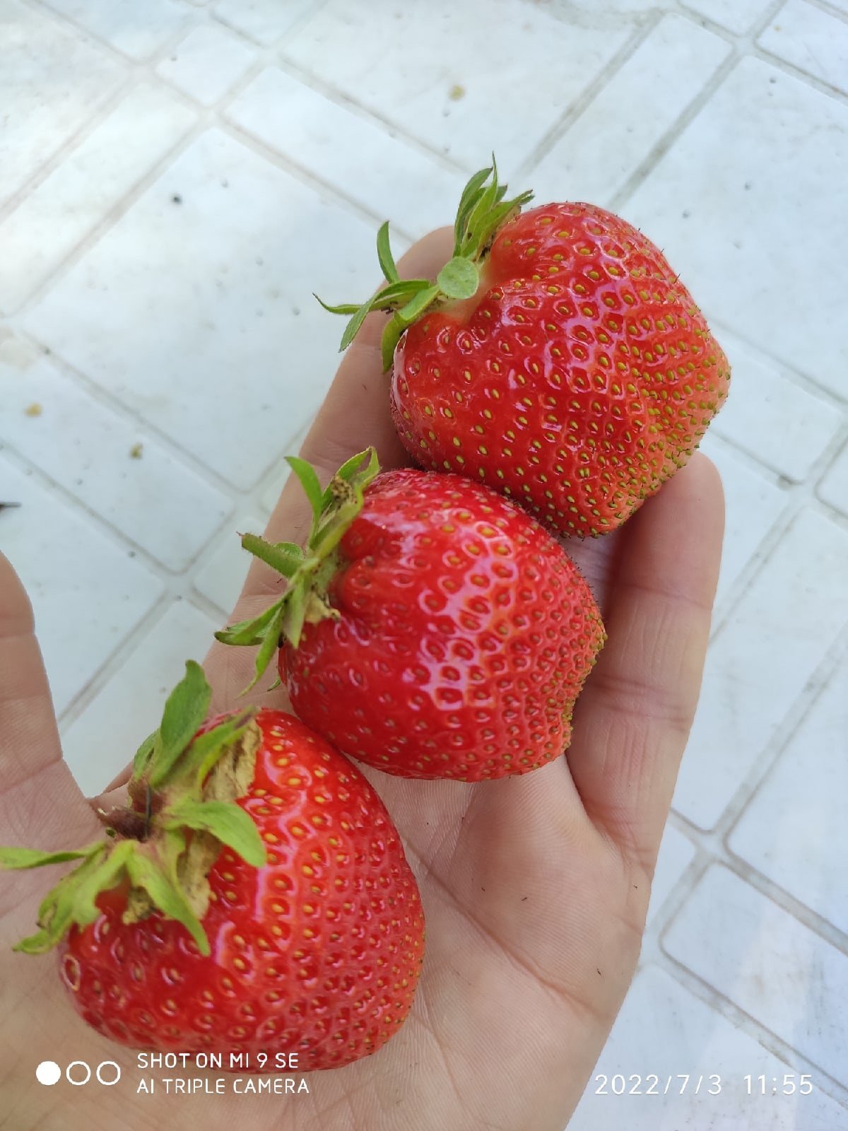 Клубникусы