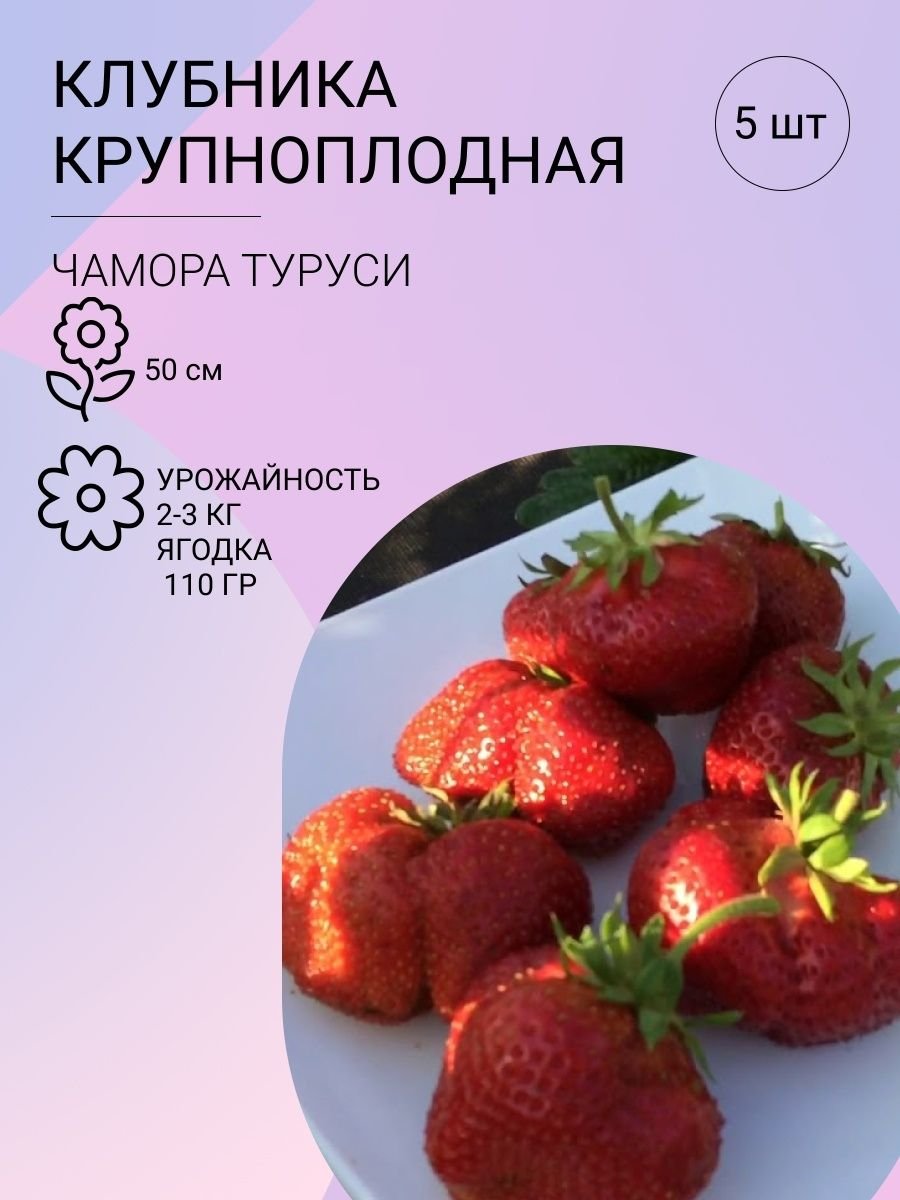Скидка на саженцы